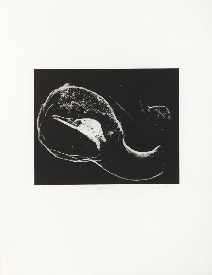 Click the image for a view of: Rosemarie Marriott. ingeperk. 2015. Polymer etching. Edition 3. 650X500mm
